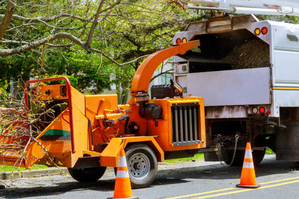 Best Tree Cutting Near Me  in USA